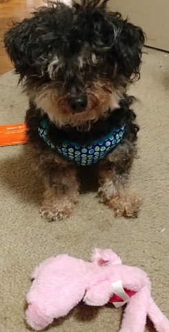 Mimi-with-toy - Copy